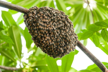 The Importance of Beekeeping in The UAE