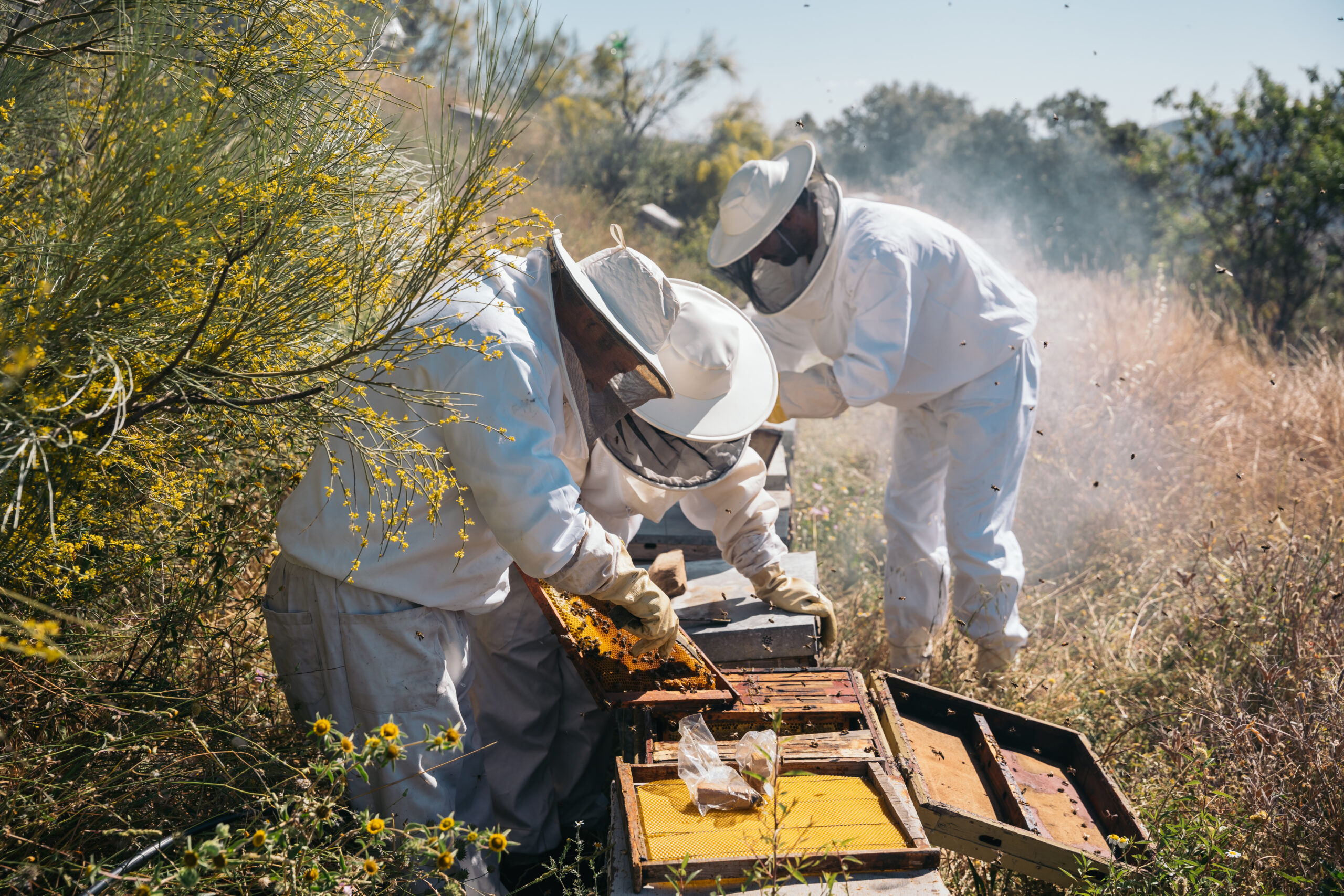 Beekeepers working to collect honey. Organic and healthy beekeeping concept.