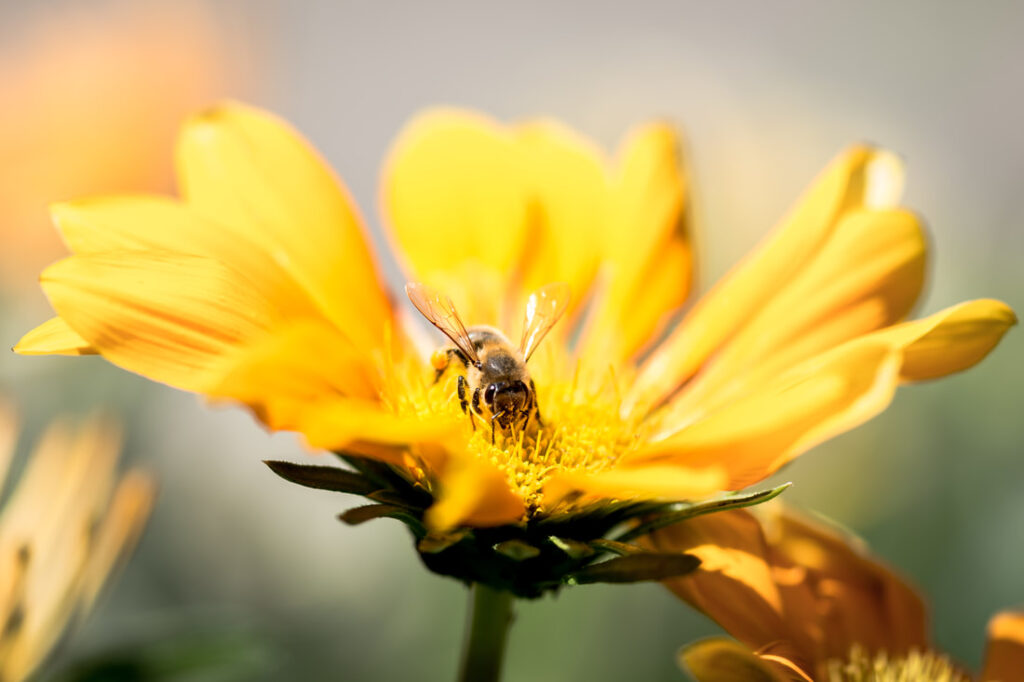 The History of Beekeeping in the UAE